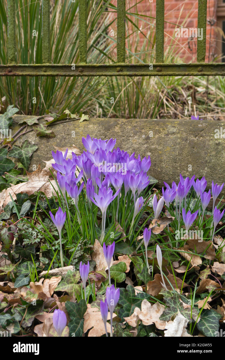 Frühe Krokus (Crocus tommasinianus) Stockfoto