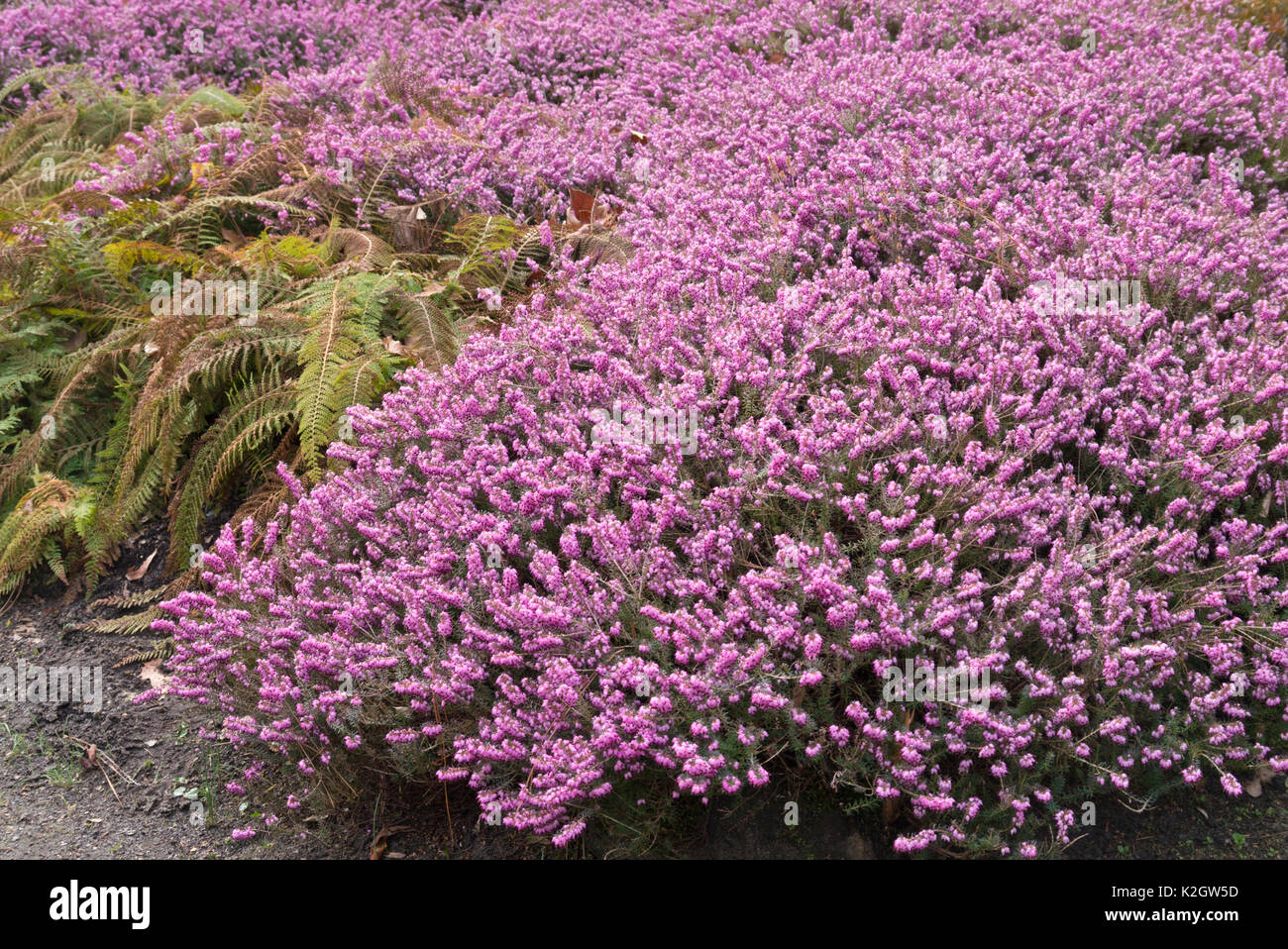 Winter Heidekraut (Erica Dryas "Dezember rot' syn. Erica herbacea Rot ezember') Stockfoto