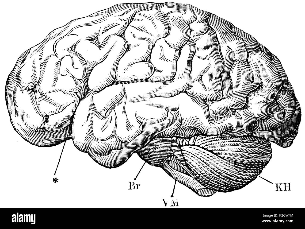 Seitliche Sicht auf das menschliche Gehirn. Gh Die cerebreum mit feinen Wicklungen, Br Brücke, VM verlängerten Rückenmark KH Kleinhirn Stockfoto