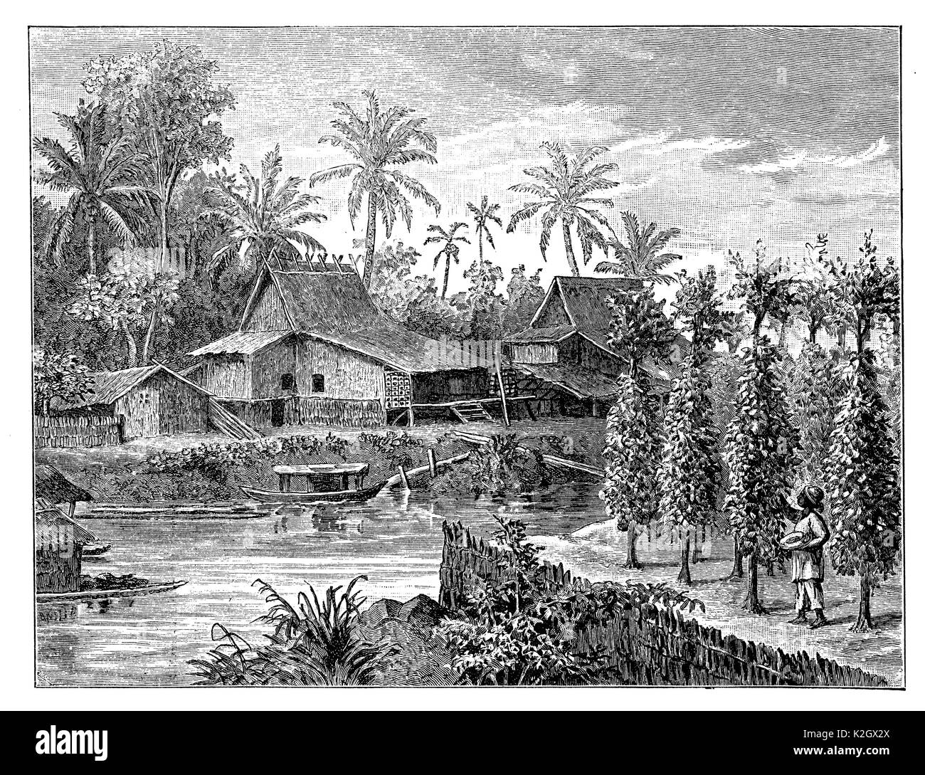 Betel einpflanzen und Häuser auf Borneo Stockfoto