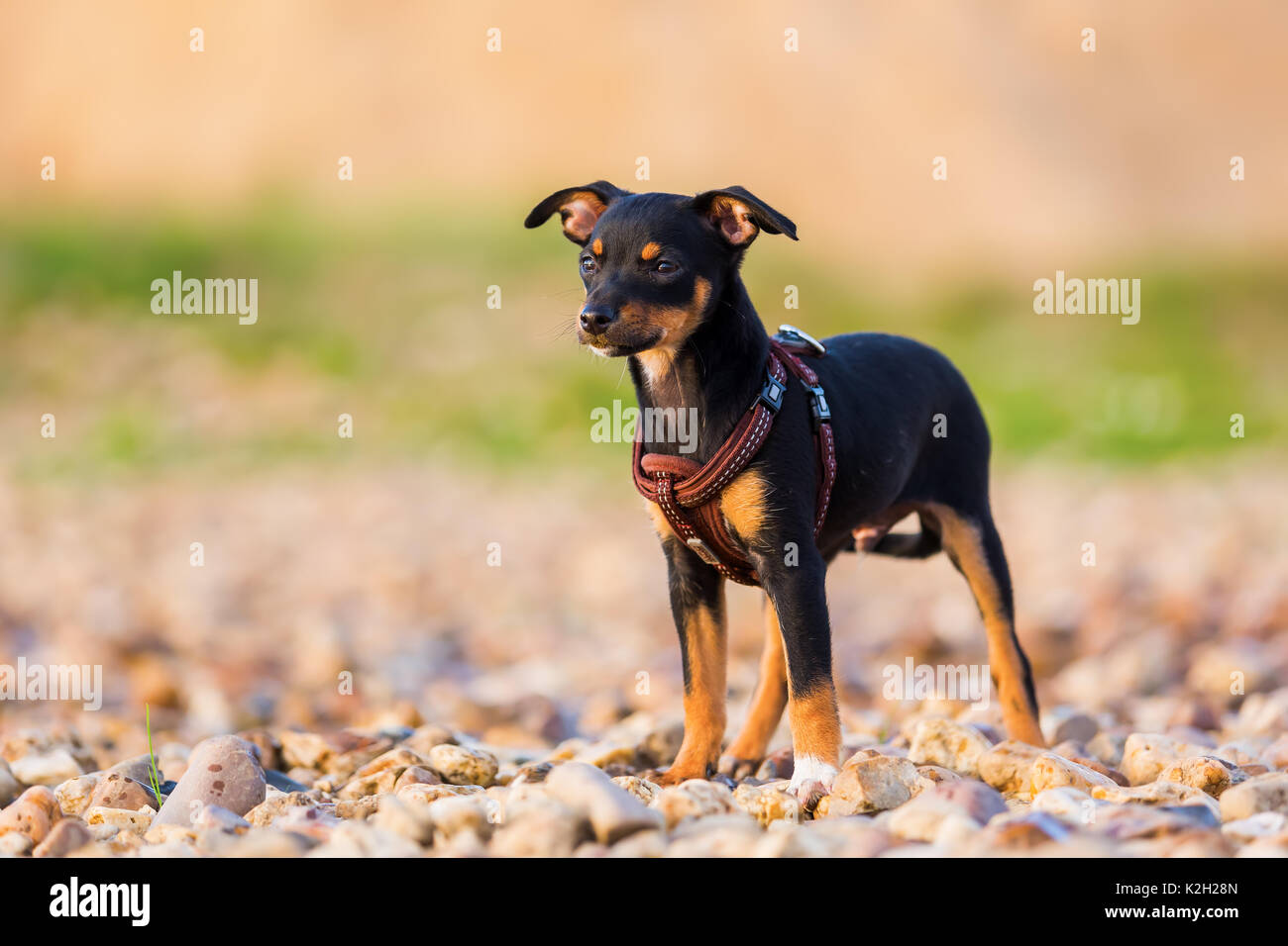 Pinscher Terrier Stockfotos und bilder Kaufen Alamy