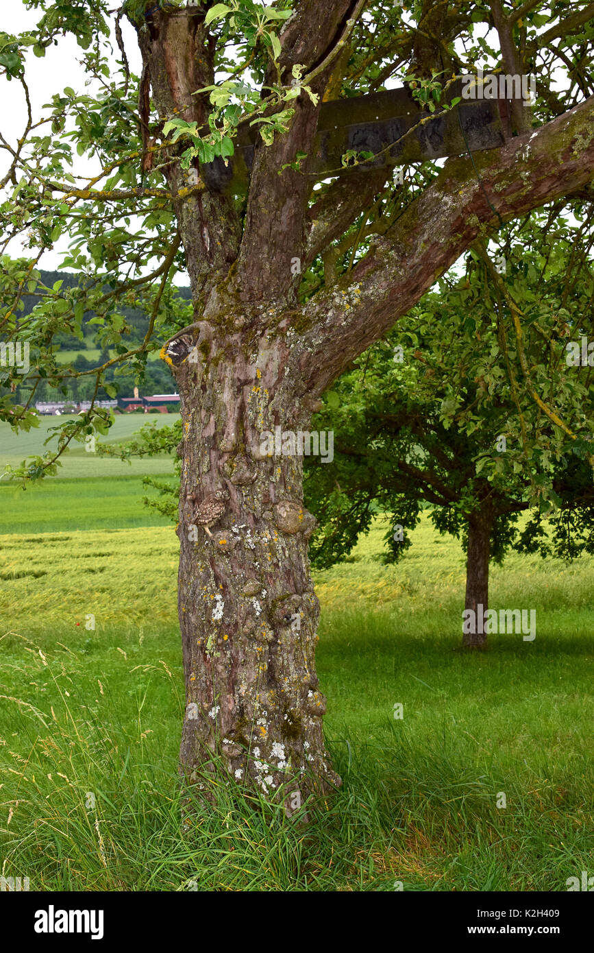 Steinkauz (Athene noctua). Küken versuchen, den Stamm des Baums zu klettern, nach der Landung auf der Wiese statt Landung auf einem Zweig des Baumes nach seinem Jungfernflug Stockfoto