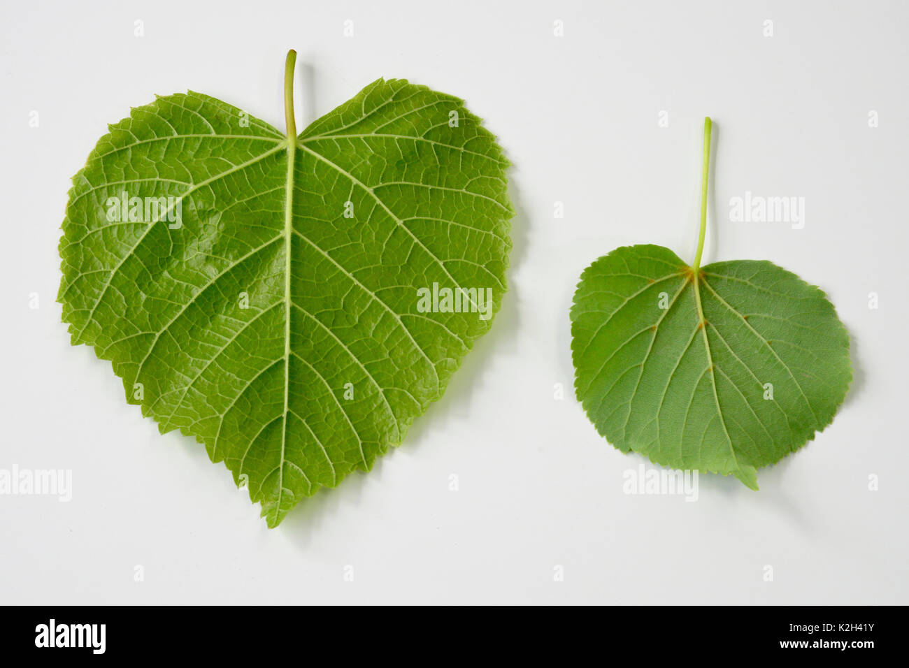 Large leaved Lime (Tilia platyphyllos) linke Seite, Blätter und kleine-leaved LIme (Tilia cordata) rechte Seite, Blatt Stockfoto