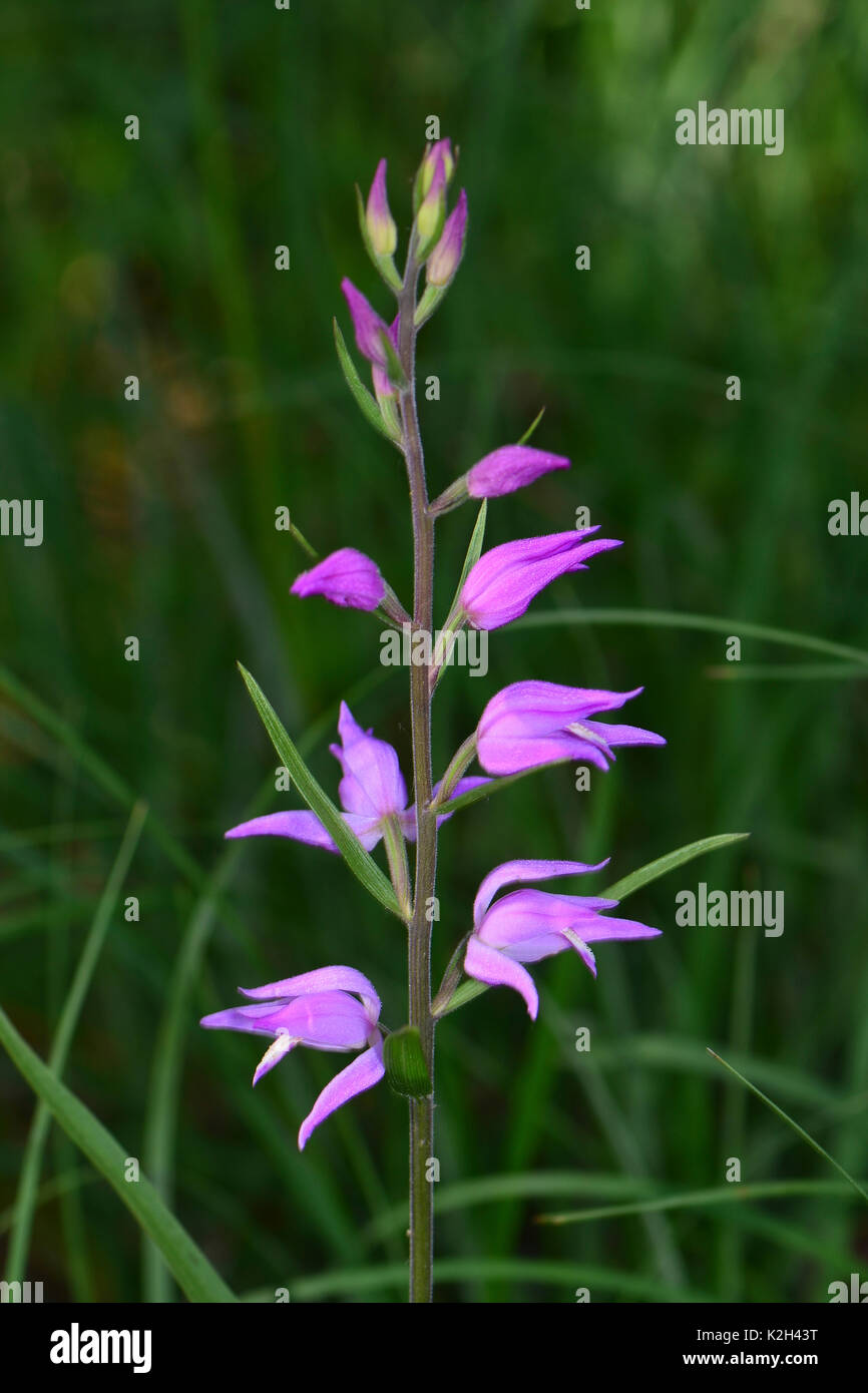 Rote Waldvöglein (Cephalanthera rubra), blühende Stockfoto