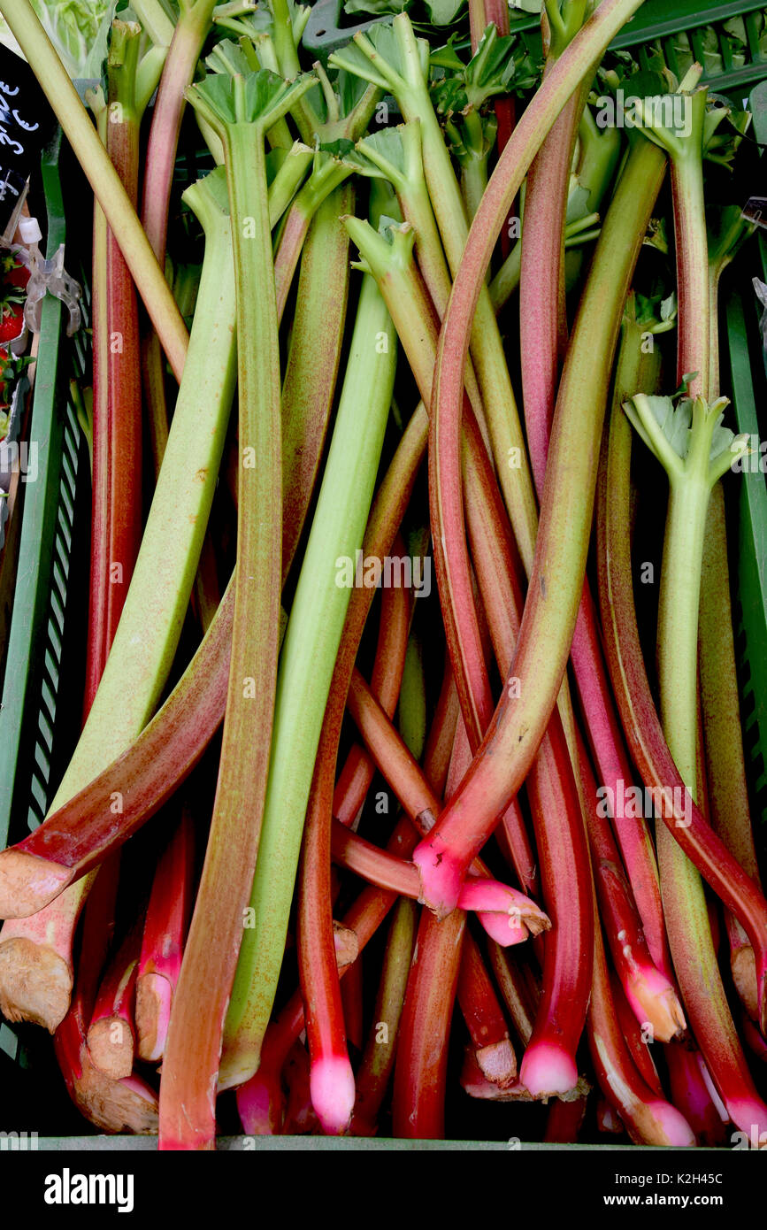 Marktstand mit Garten Rhgbarb Stockfoto