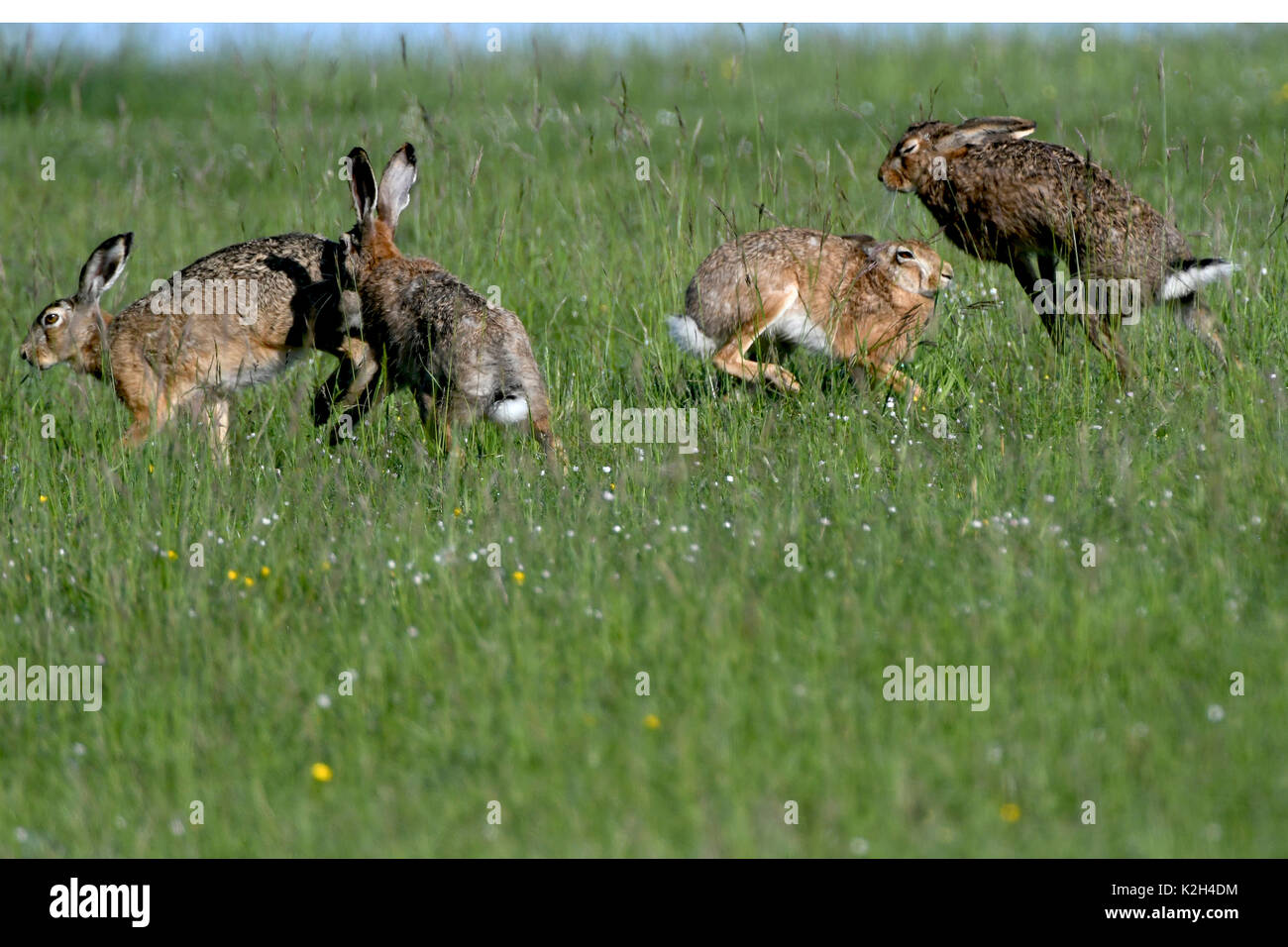 Europäische Hare (Lepus europaeus) zwei Paare spielen - Kämpfen während der Brutzeit Stockfoto