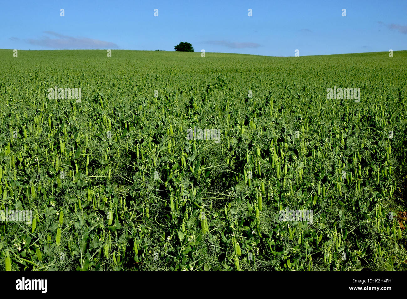 PEA (Pisum sativum) Pflanzen ein Feld Stockfoto
