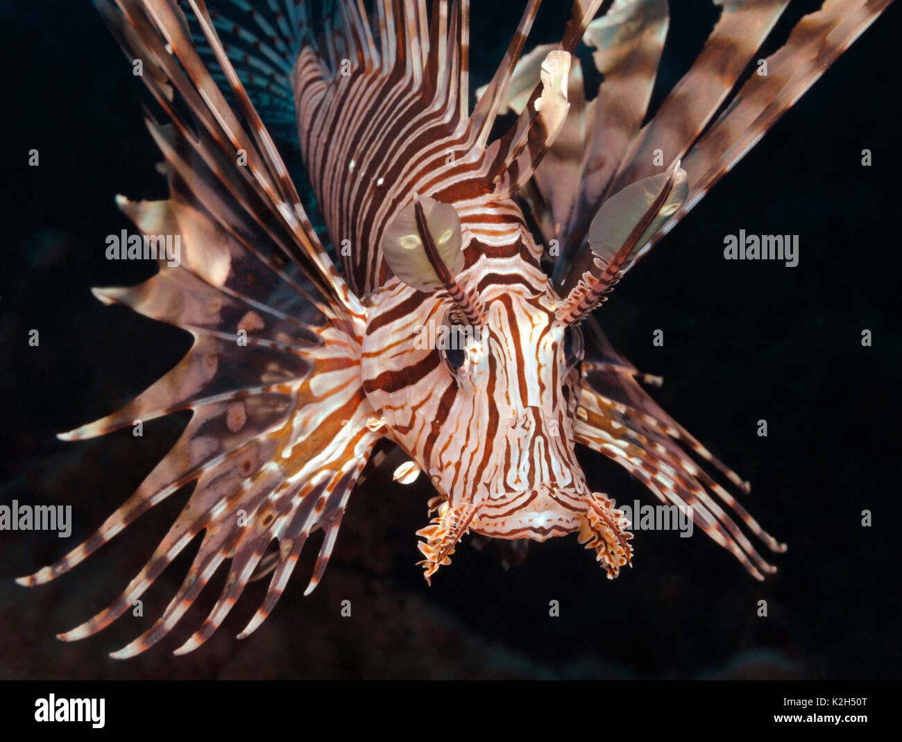 Gemeinsame Feuerfische, Teufel Firefish (Pterois miles).. Stockfoto