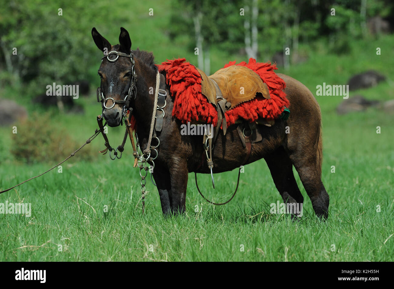 Slipper mit Zaumzeug und Sattel stehend in Gras. Brasilien Stockfoto