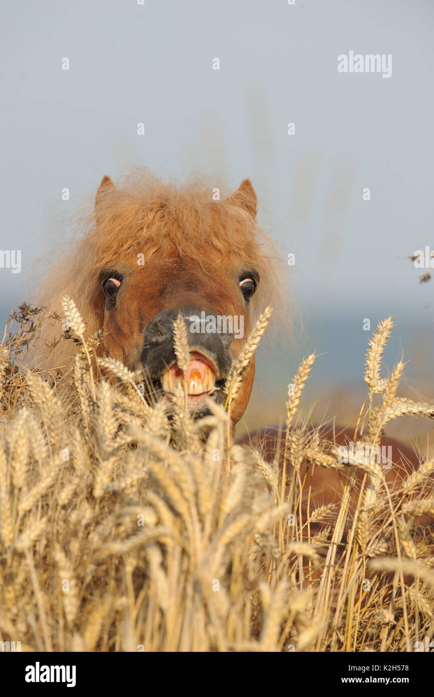 Miniature Shetland Pony. Fuchshengst über reife Weizenähren, flehmen. Deutschland Stockfoto