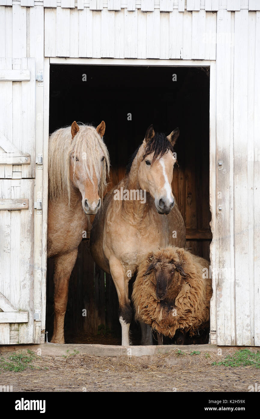 Curly Horse. Zwei erwachsene Pferde mit ihren Freund, ein Schaf, stehend in stabilen Tür. Deutschland Stockfoto