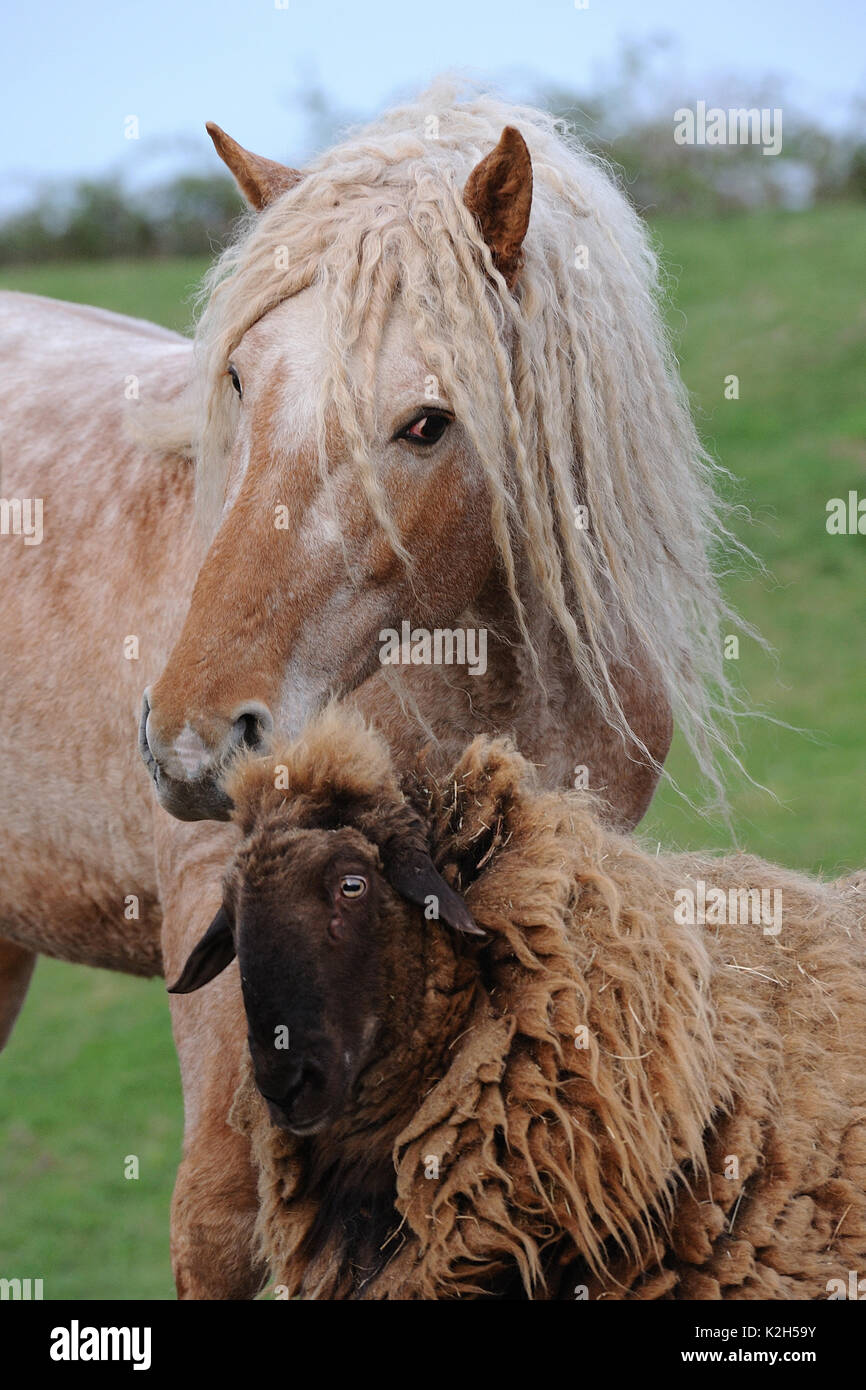 Curly Horse. Erwachsenen Hengst spielen mit seinen Freund, ein Schaf, Deutschland Stockfoto