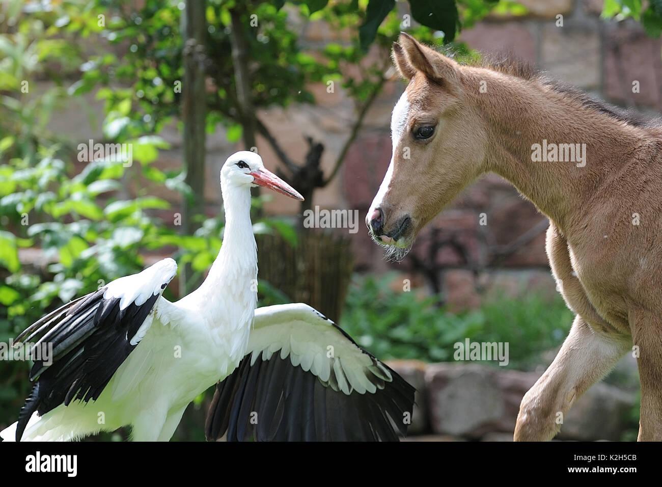 AraAppaloosa Pferd. Fohlen treffen Weißstorch. Diese Rasse ist eine Mischung aus arabischen und Appaloosa. Deutschland Stockfoto