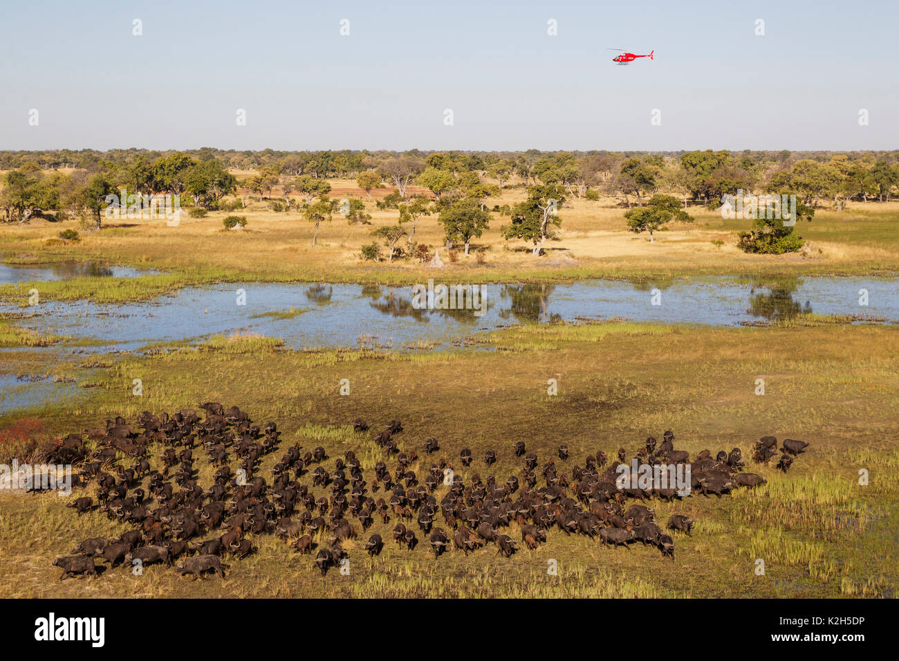 Afrikanische Büffel, Kaffernbüffel (Syncerus Caffer) Herden Durchstreifen der Süßwasser-Sumpf, der Helikopter ist auf einen Rundflug, Luftaufnahme Stockfoto Afrikanische Büffel, Kaffernbüffel (Syncerus Caffer) Herden Durchstreifen der Süßwasser-Sumpf, der Helikopter ist auf einen Rundflug, Luftaufnahme Stockfoto