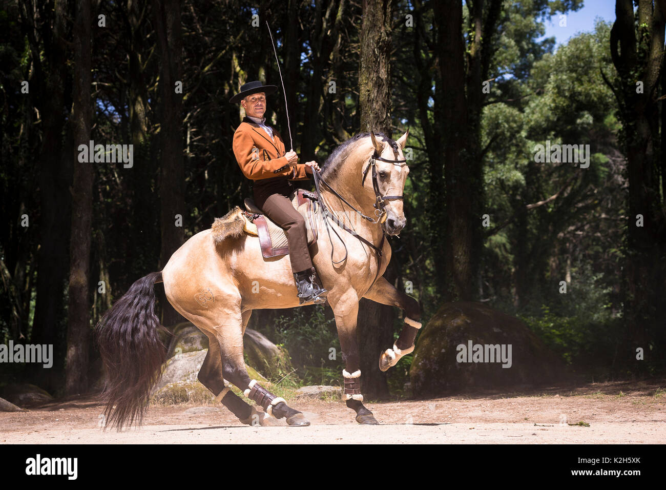 Lusitano. Dun Hengst mit Reiter eine Pirouette. Portugal Stockfoto