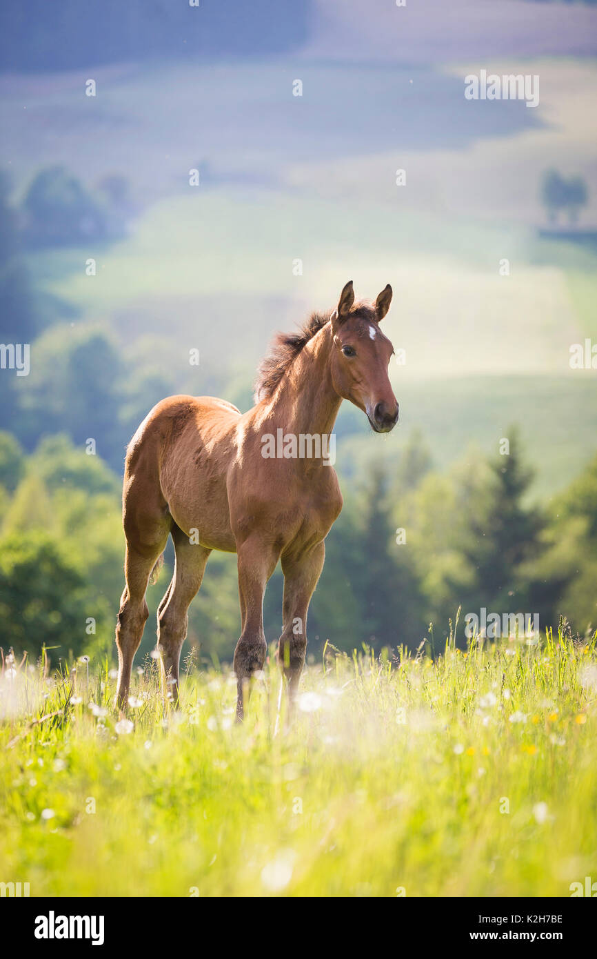 Trakehner. Bucht fiily - Fohlen auf der Weide. Österreich Stockfoto