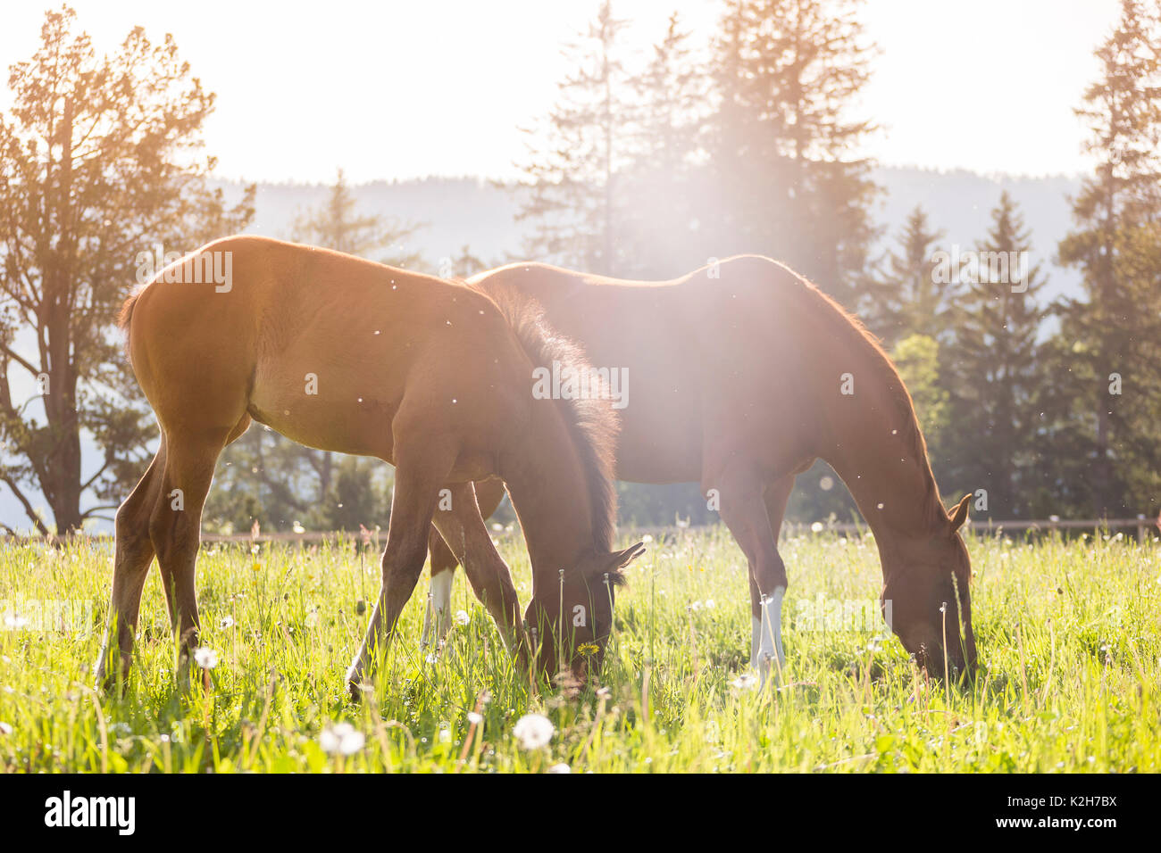 Trakehner. Chestnut Stute mit Fohlen auf der Weide grasen. Österreich Stockfoto