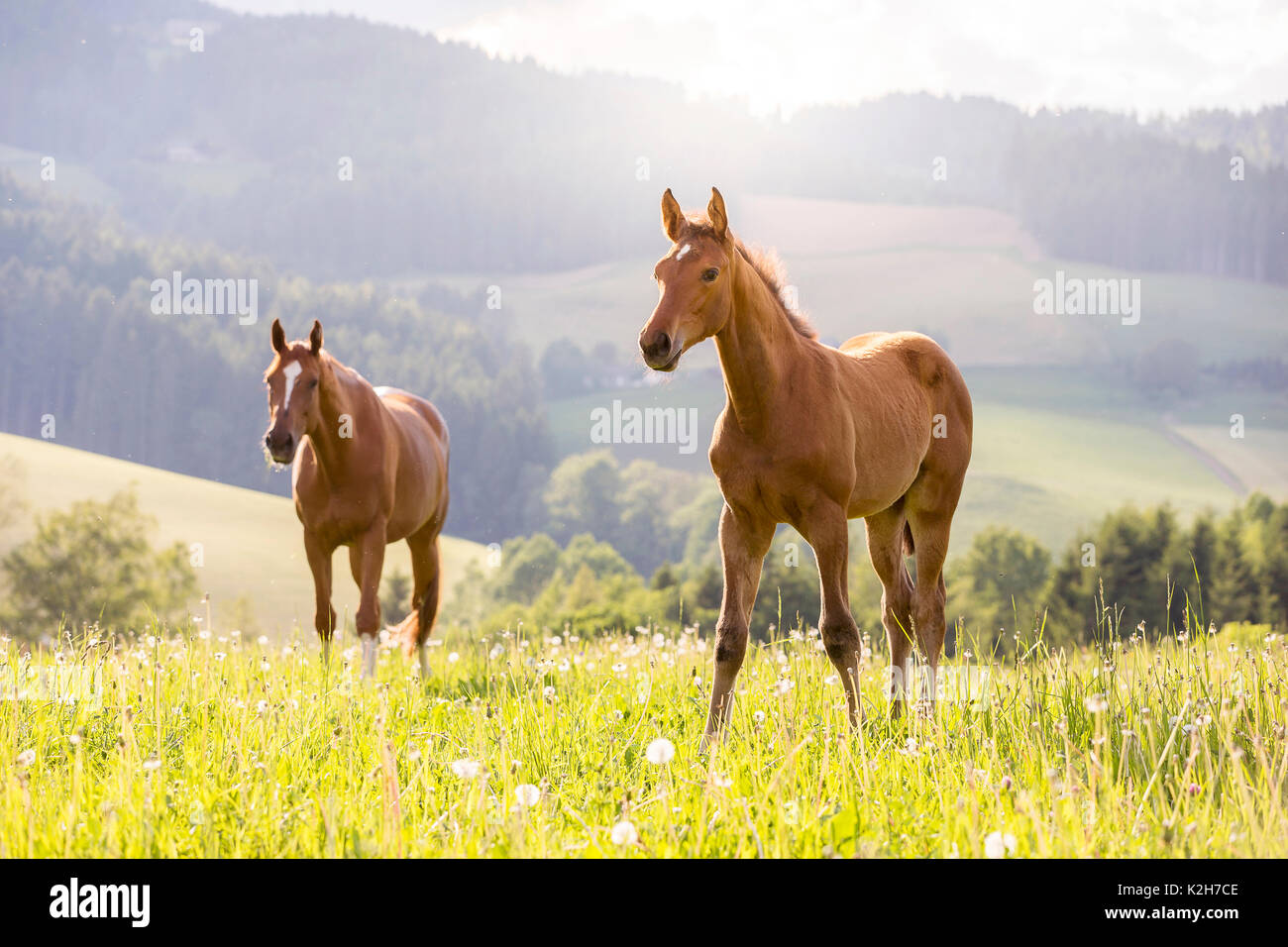 Trakehner. Chestnut Stute mit Fohlen auf der Weide. Österreich Stockfoto