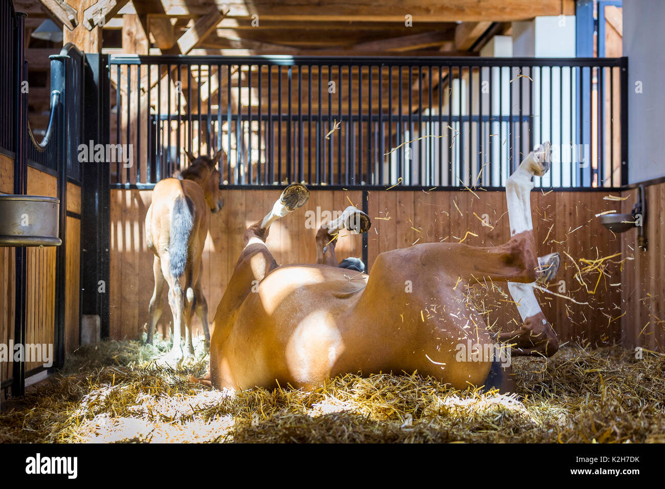 Trakehner. Chestnut Stute mit Fohlen in einem stabilen, rollen. Österreich Stockfoto