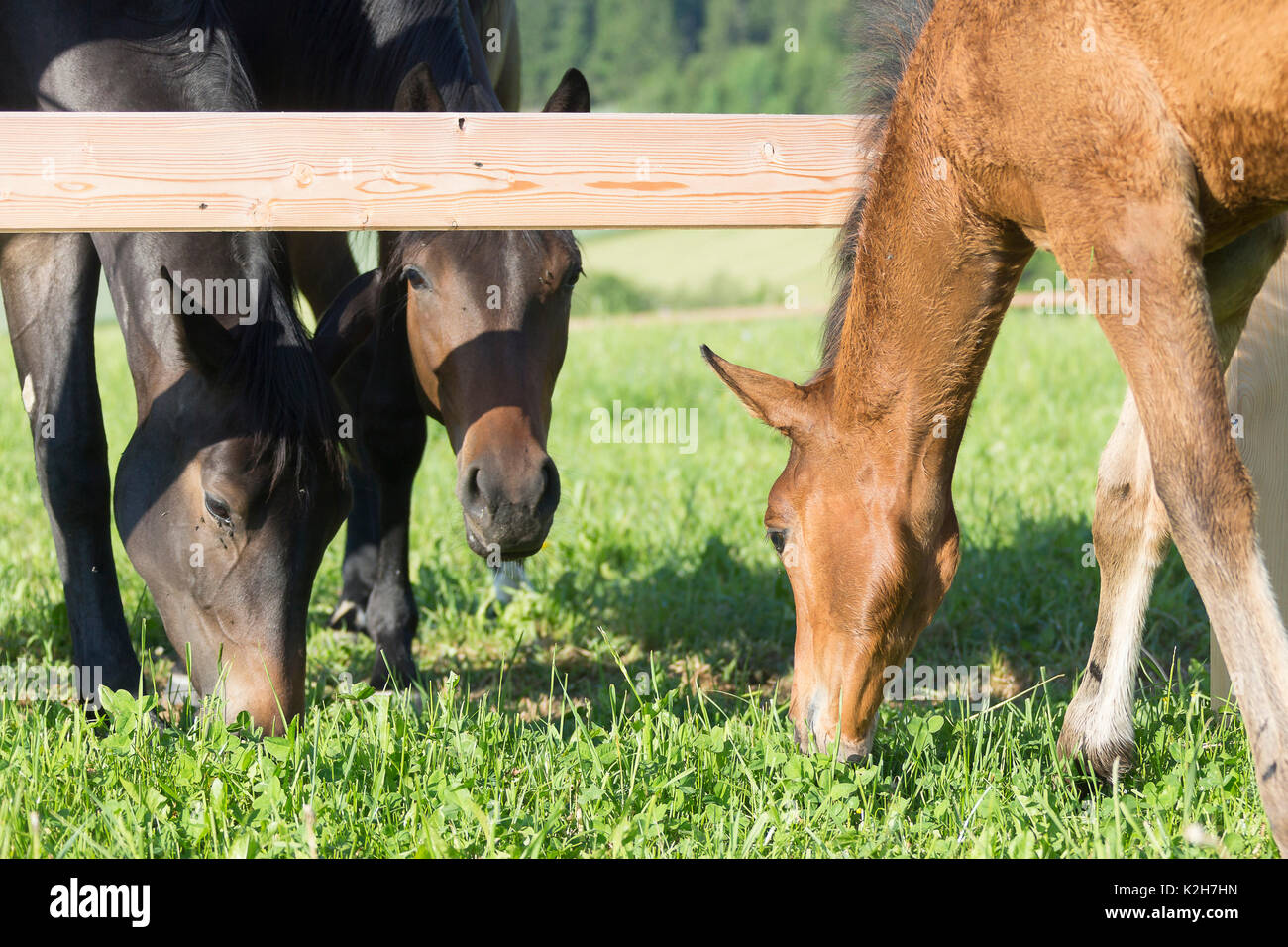 Trakehner. Zwei Kinder Stuten und Fohlen auf der Weide grasen. Österreich Stockfoto