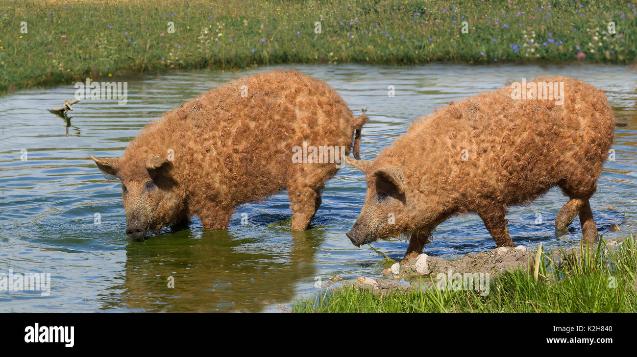 Mangalitsa Schwein, zwei Tiere stehen in einem Teich, trinken. Stockfoto