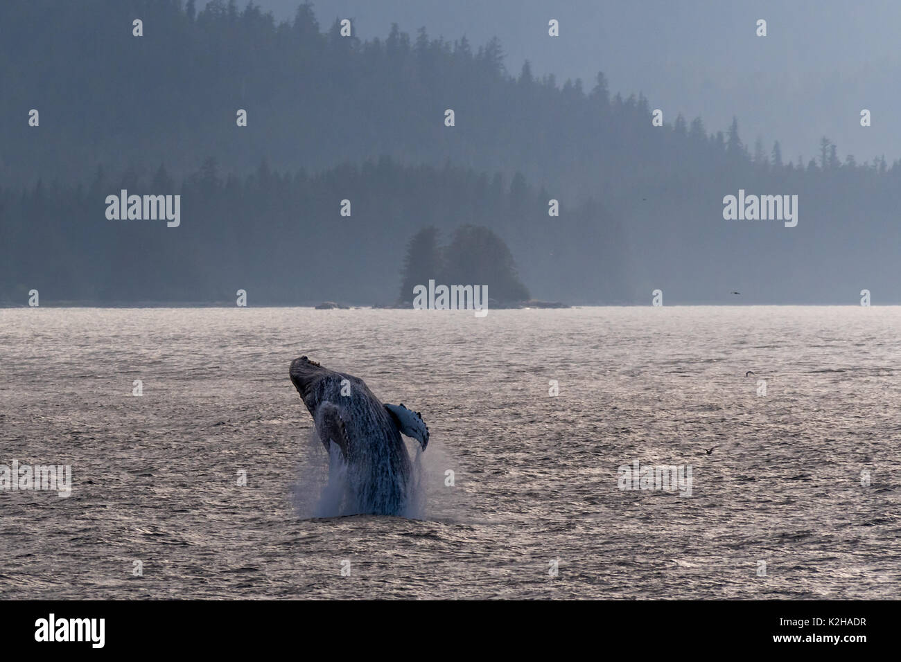 Buckelwale (Megaptera novaeangliae) Verletzung im Südosten Alaskas Inside Passage. Stockfoto