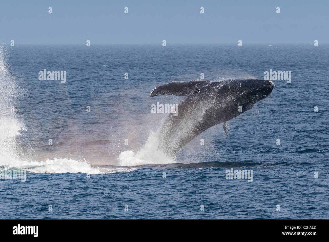 Buckelwale (Megaptera novaeangliae) Verletzung im Südosten Alaskas Inside Passage. Stockfoto