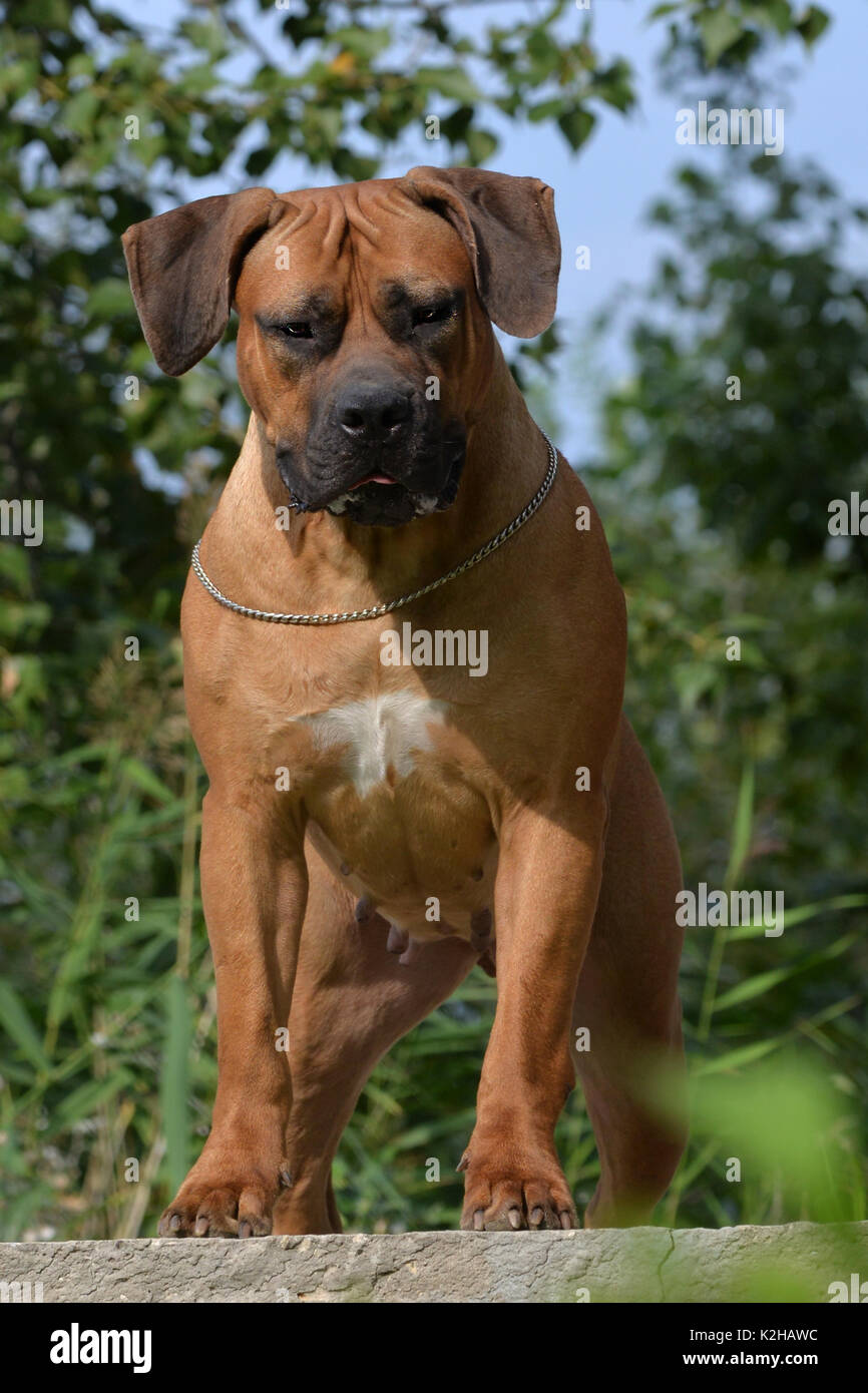 Große, starke Hund Boerboel, Gelb. Afrikanische Mastiff Stockfotografie -  Alamy