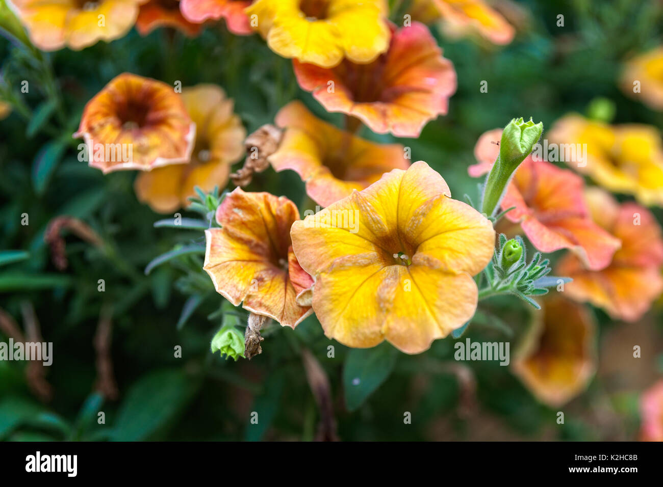 Gelb und Orange petunia Blumen, fing an zu welken oder Verblassen. Grüne Gras im Hintergrund. Das Ende einer fröhlichen Sommer Saison. Stockfoto