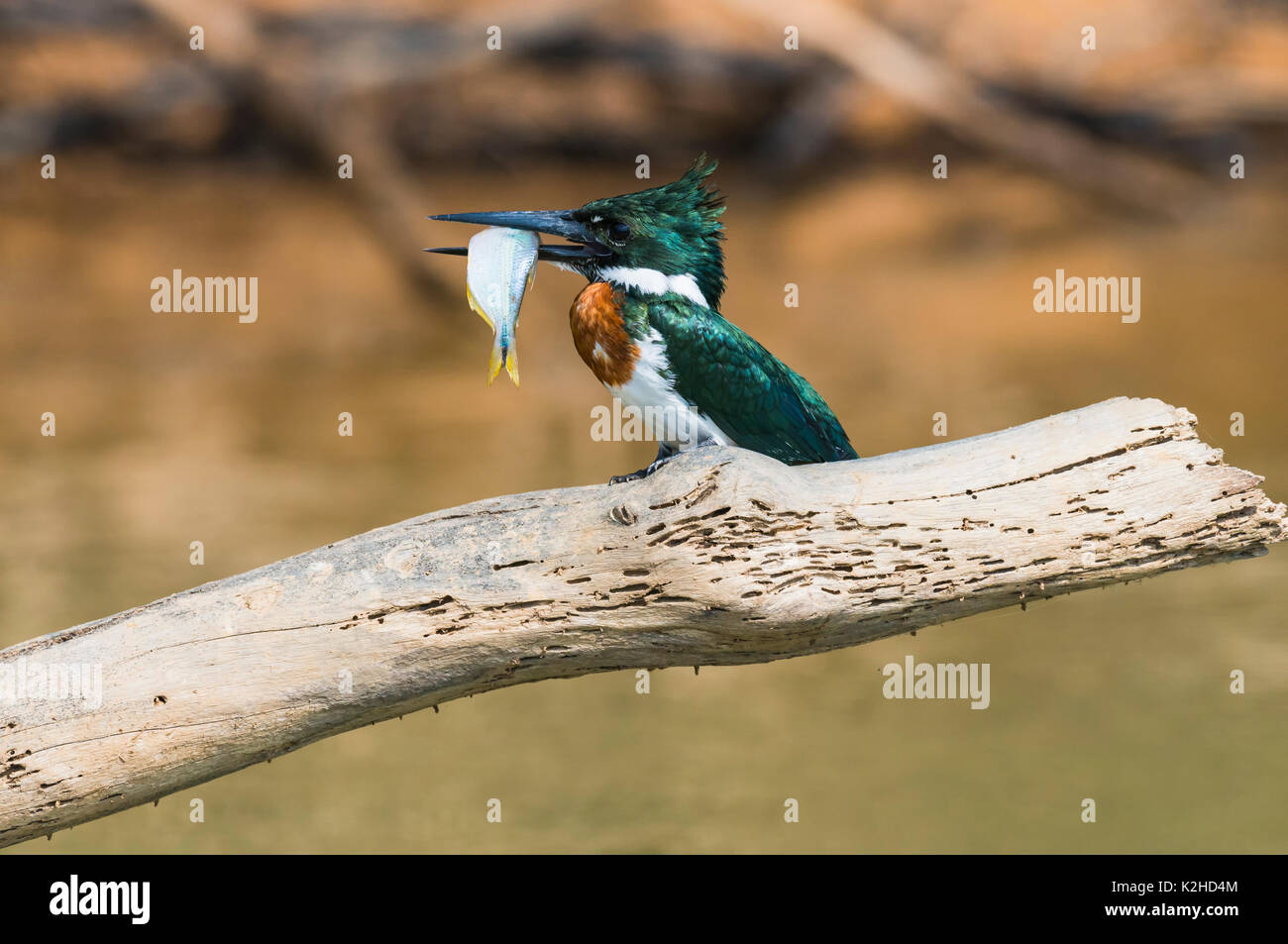 Green Kingfisher (chloroceryle Americana) auf einem Zweig mit einem Fisch im Schnabel, Pantanal, Mato Grosso, Brasilien Stockfoto
