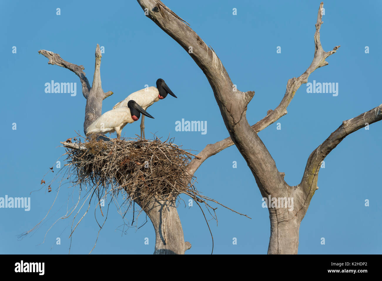 Paar Jabiru (Jabiru mycteria) im Nest, Pantanal, Mato Grosso, Brasilien Stockfoto