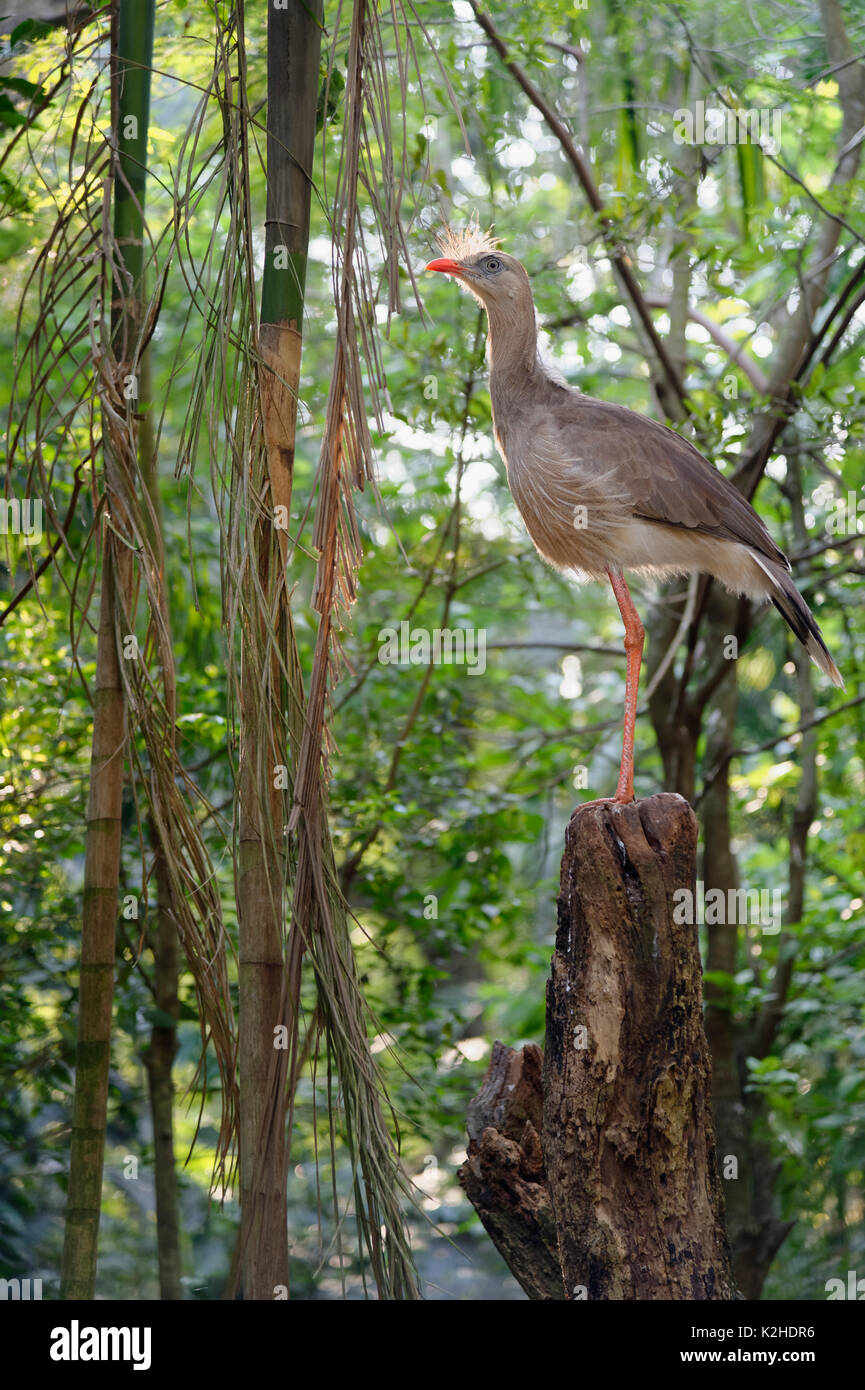 Red-legged Seriema (Cariama cristata) auf einem Ast sitzend, Iguazu National Park, Parana, Stockfoto