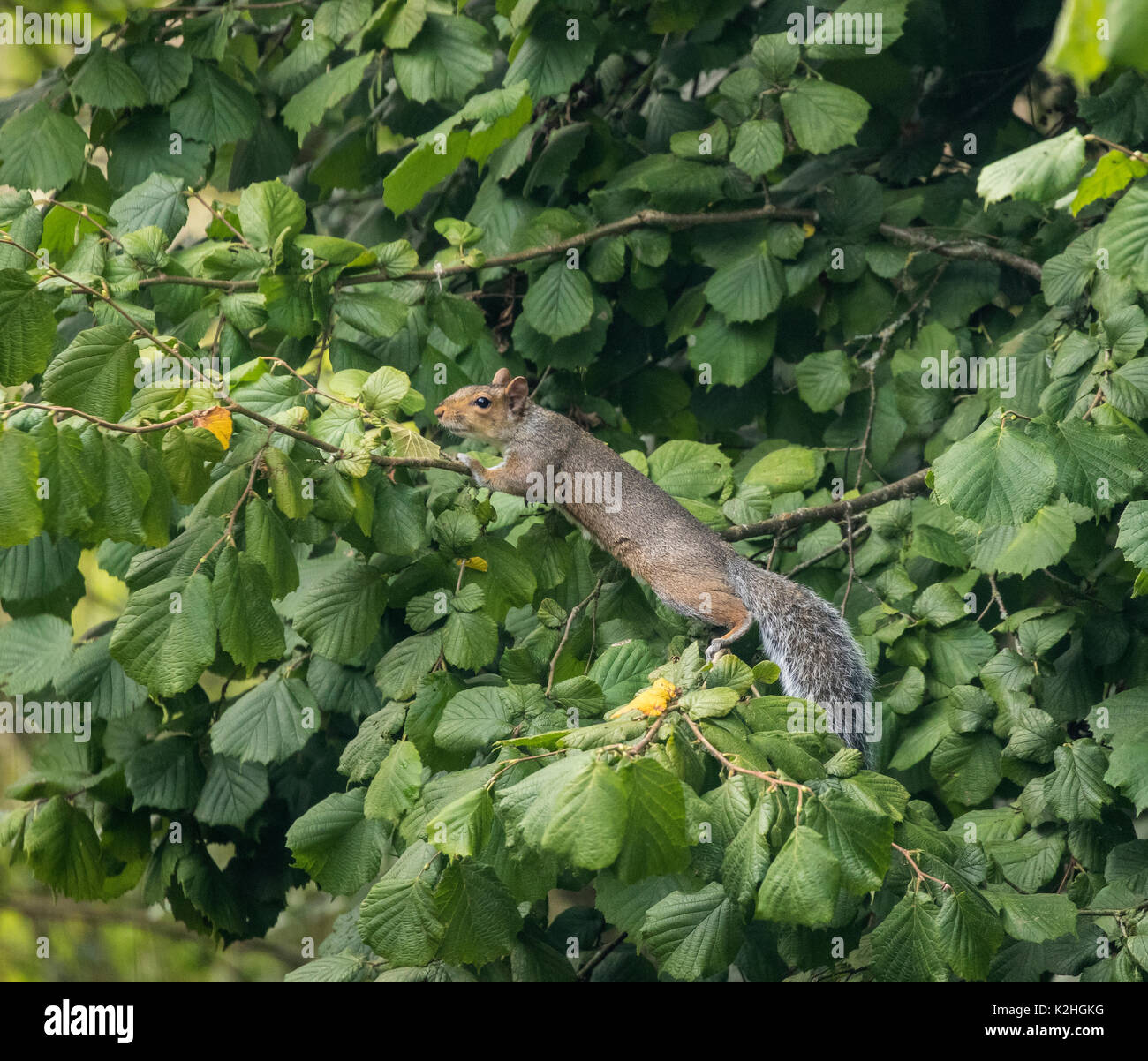 Graue Eichhörnchen Sciurus carolinensis Suche für Haselnüsse in haselnuss Baum im Herbst Stockfoto