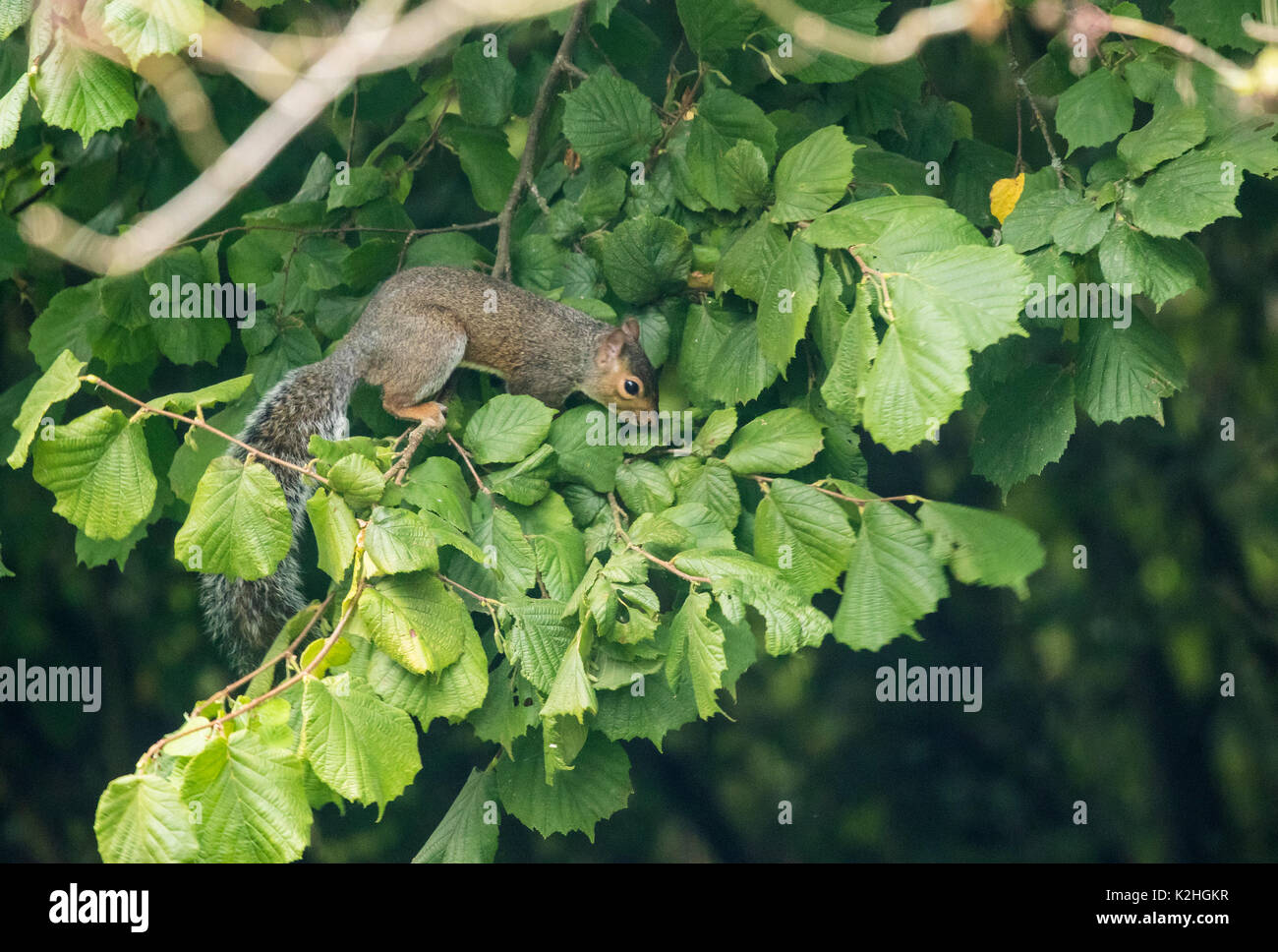 Graue Eichhörnchen Sciurus carolinensis Suche für Haselnüsse in haselnuss Baum im Herbst Stockfoto