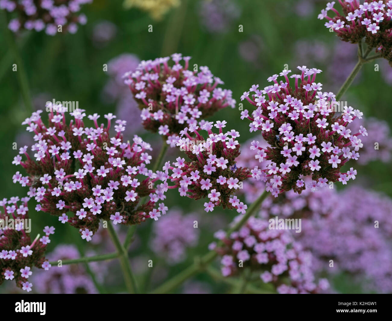 Verbena Bonariensis oder Purpletop Eisenkraut, Clustertop Eisenkraut, argentinische Eisenkraut tropischen Südamerika heimisch Stockfoto Verbena Bonariensis oder Purpletop Eisenkraut, Clustertop Eisenkraut, argentinische Eisenkraut tropischen Südamerika heimisch Stockfoto