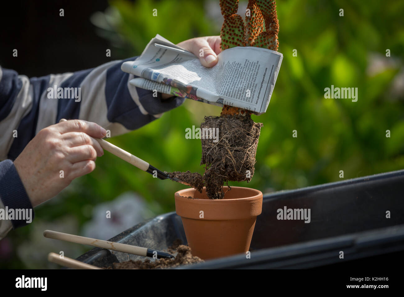 Umtopfen ein Kaktus, Opuntia Microdasys, mit gefalteten Zeitung Stacheln zu vermeiden. Stockfoto