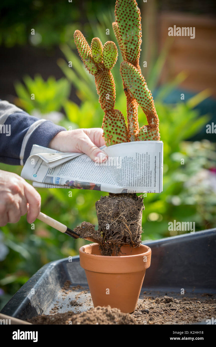 Umgang mit kaktus -Fotos und -Bildmaterial in hoher Auflsung  Alamy