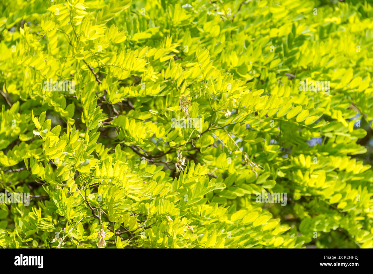 Full Frame Hintergrund mit dichten, grünen Blätter Laub Stockfoto