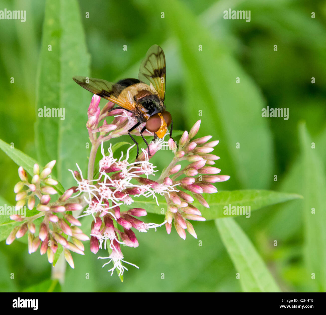 Mit dem Namen hoverfly Zona pellucida Fliegen auf einer Blüte in natürlichen Bacl Stockfoto