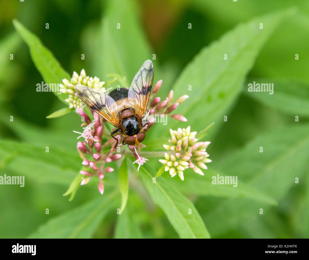 Mit dem Namen hoverfly Zona pellucida Fliegen auf einer Blüte in natürlichen Bacl Stockfoto