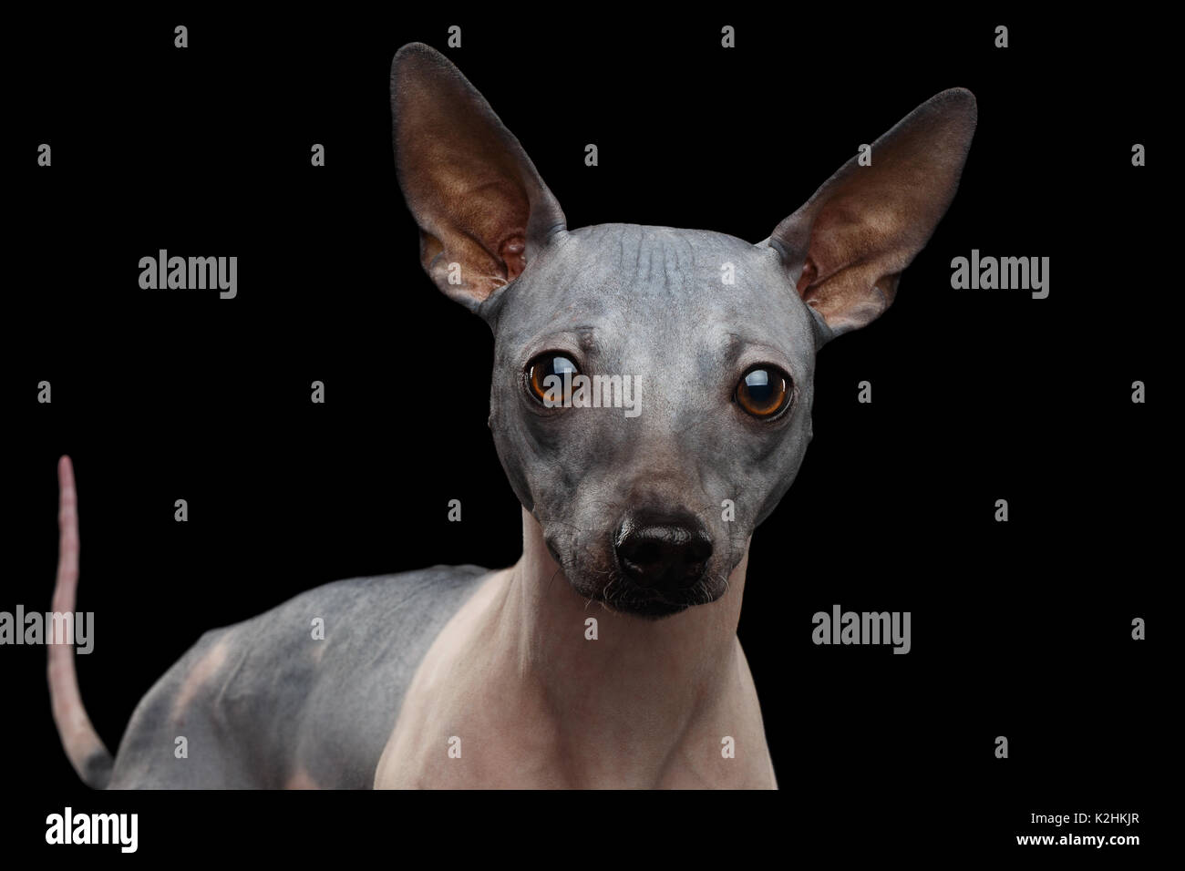 American Hairless Terrier Stockfoto