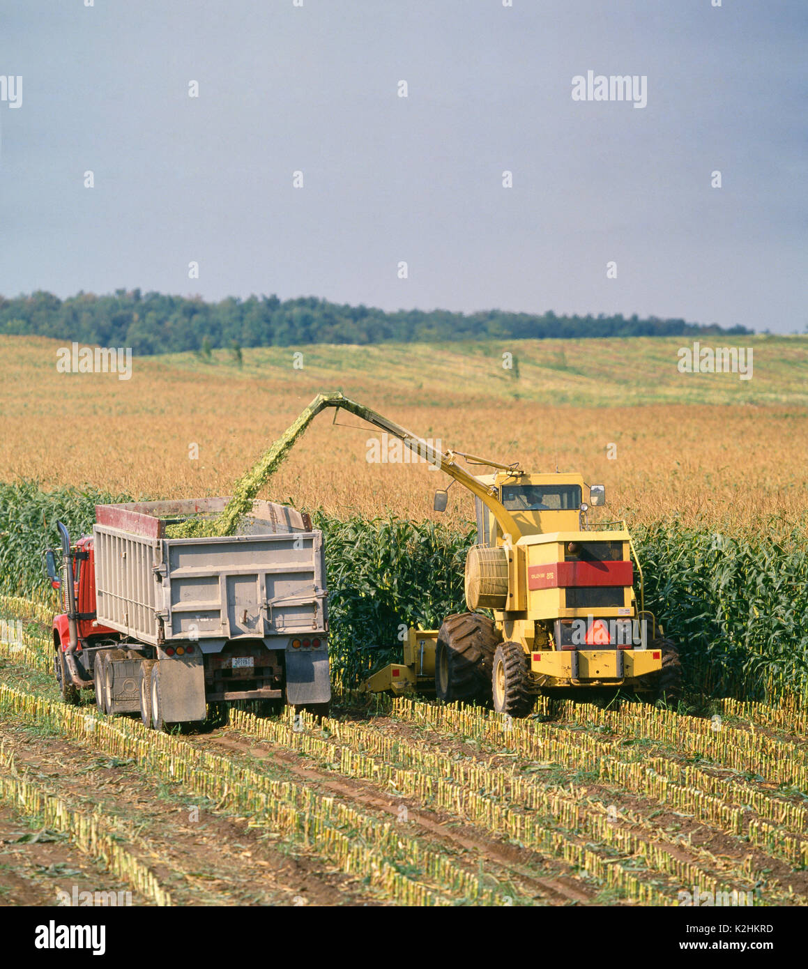 Maissilage ERNTE ÜBER 2115 NEW HOLLAND SELBSTFAHRENDE HÄCKSLER mit Wachsen, Kopf, DER IN ZU TRAKTOR ANHÄNGER MIT DUMP TRAILER NEBEN HÄCKSLER Stockfoto
