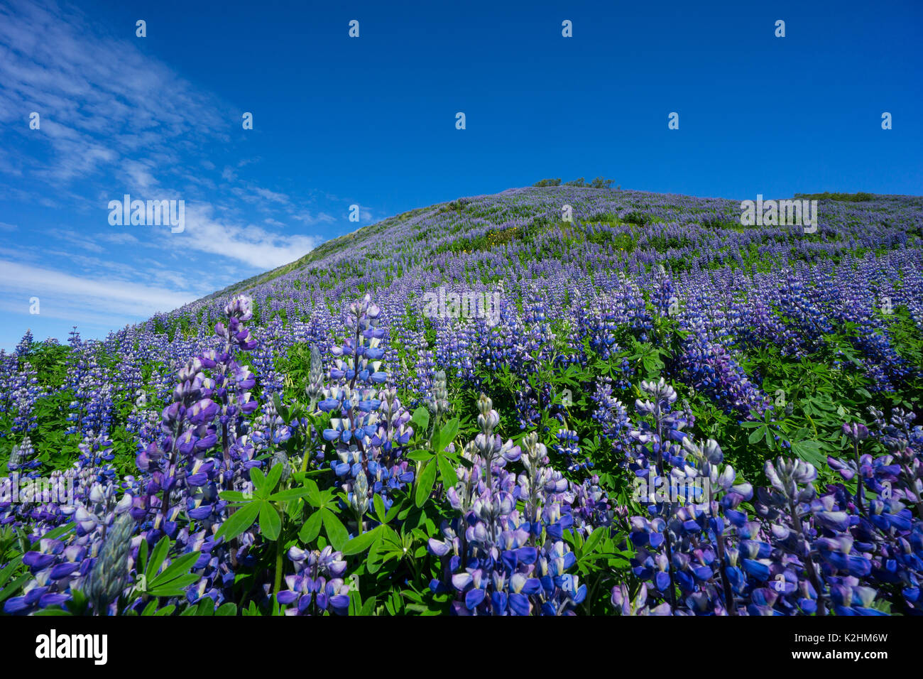 Island - schönen Hügel, die durch violette Lupin Blumen perfekt unter blauen Himmel bedeckt Stockfoto