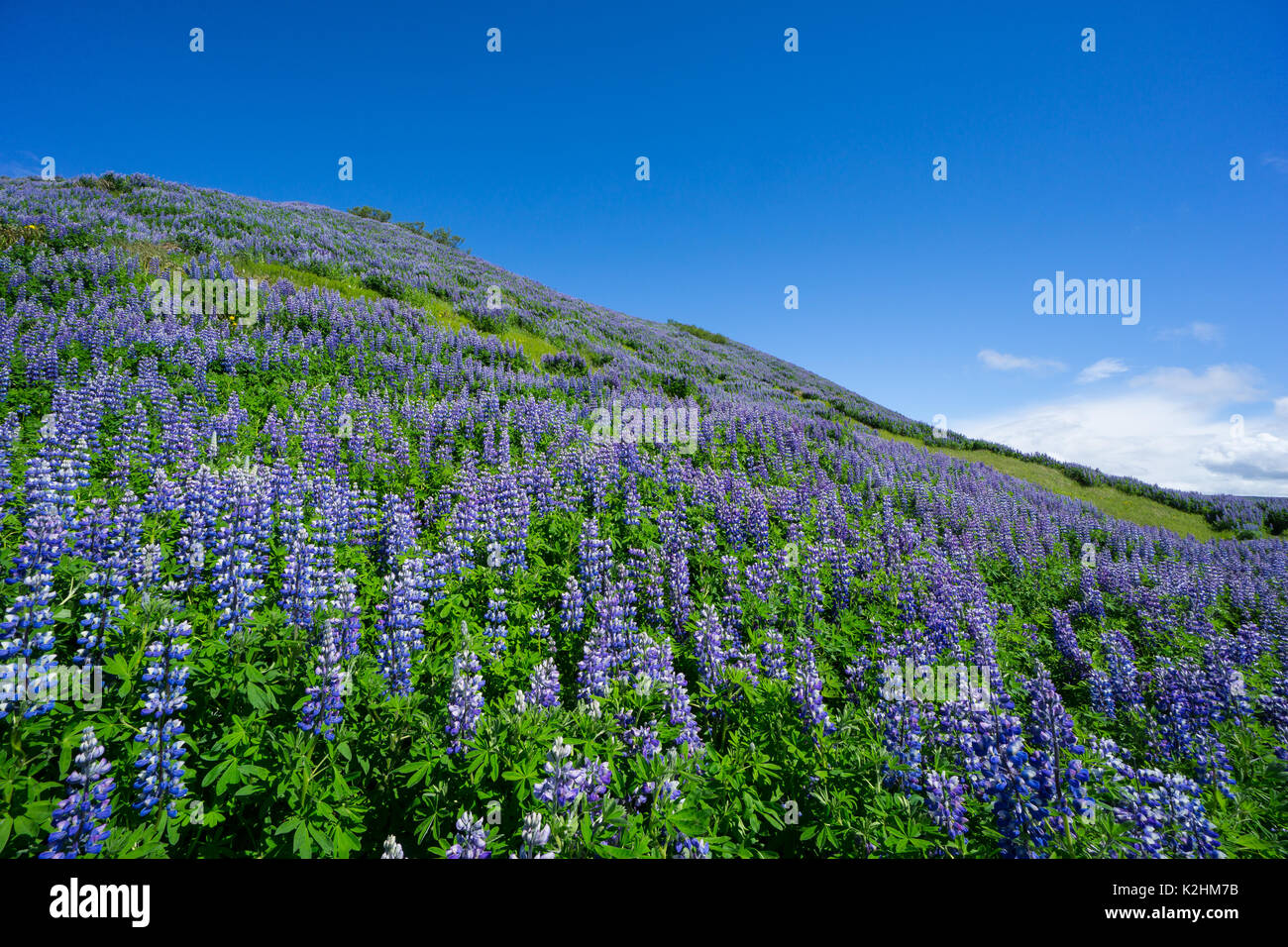 Island - Magic purple Lupin Feld auf einem grünen Hügel mit intensiver blauer Himmel Stockfoto