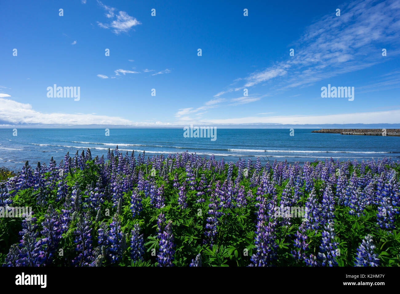 Island - Lila Lupin Blume Bereich mit Blick auf das Meer im Hintergrund und blauer Himmel Stockfoto