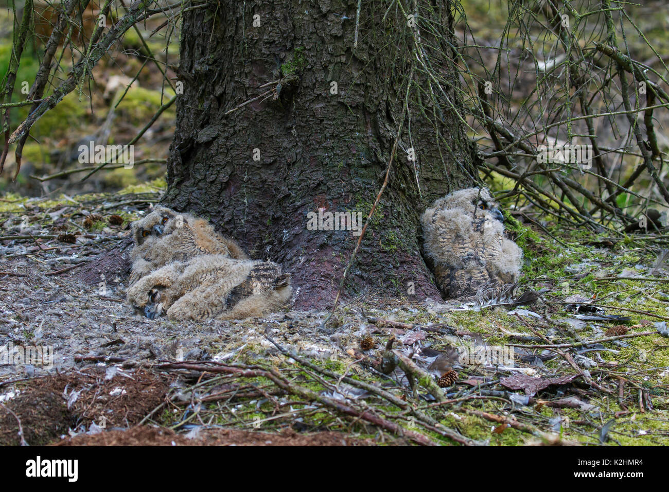 Drei Uhu (Bubo bubo) Küken/Bezeichnung in exponierten Nest auf dem Boden an der Basis der Kiefer in Nadelwald Stockfoto