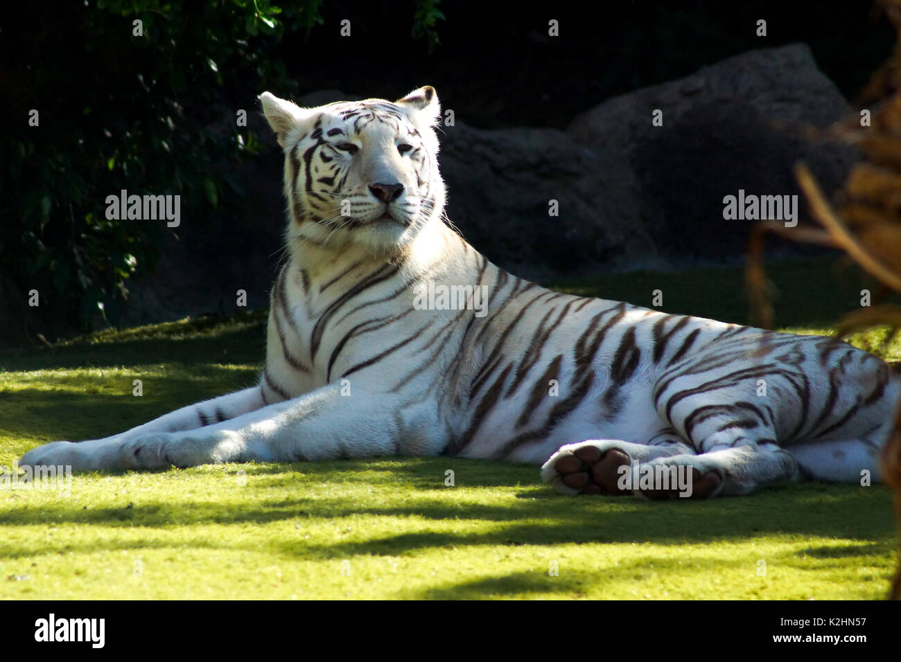 Ein weißer Tiger Aalen in der heißen Nachmittagssonne von Teneriffa in Spanien Stockfoto