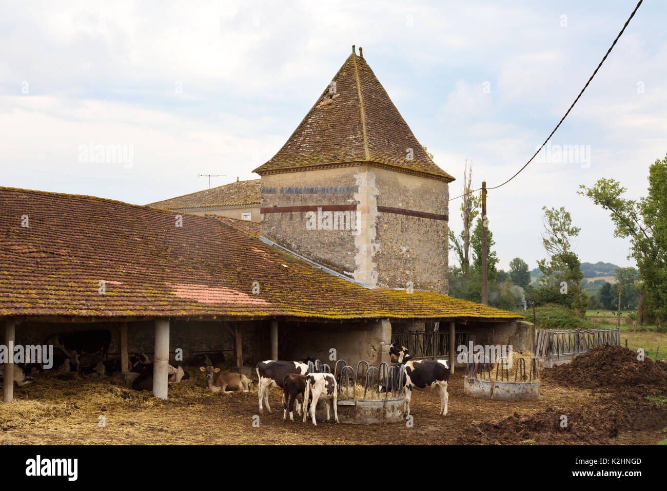 Rinderfarm, - Kühe auf einer französischen Bauernhof im Tal des Lot, Midi-Pyrénées, Frankreich Europa Stockfoto