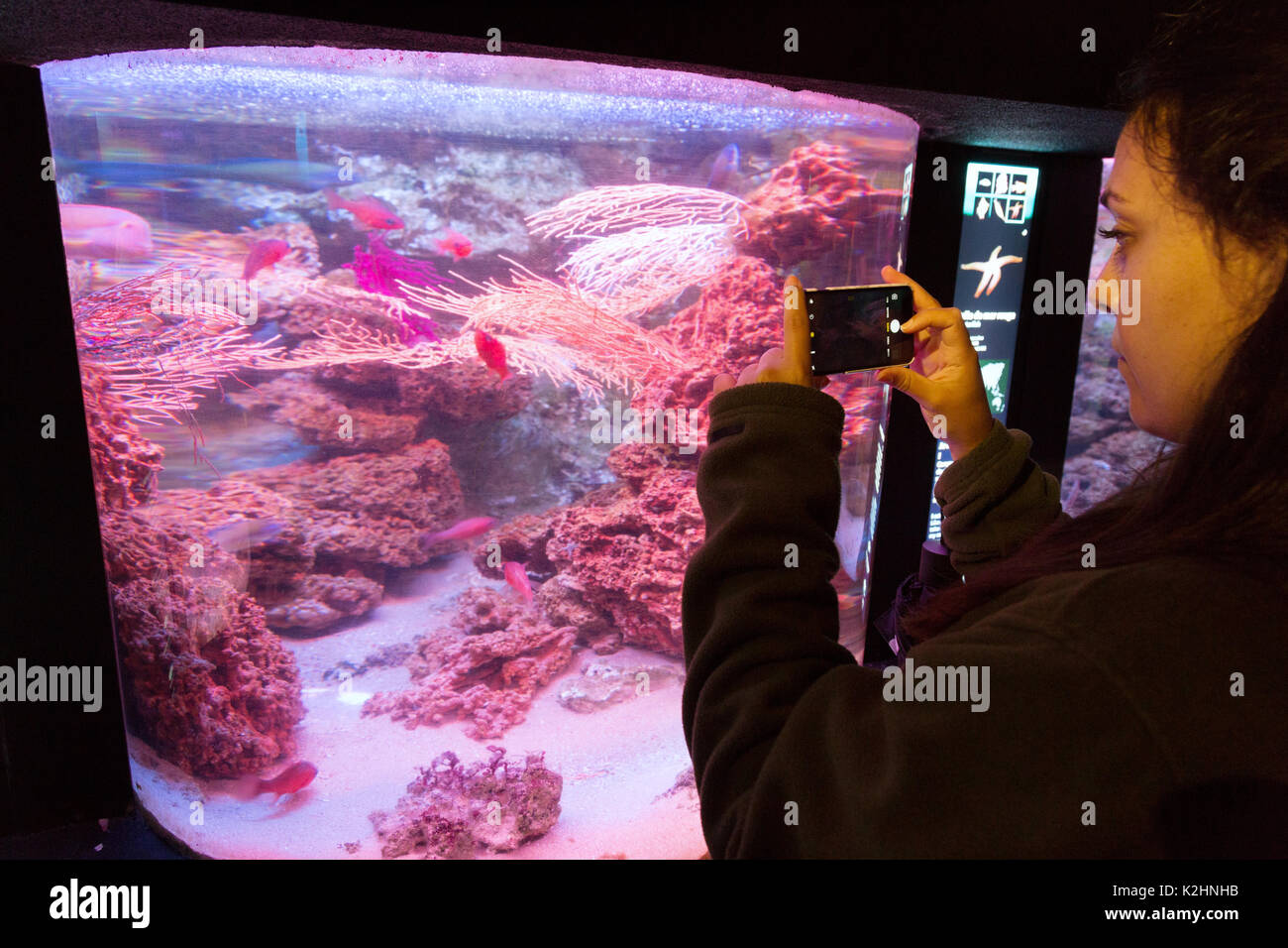 Eine Frau, die ein Foto von Fisch im großen Aquarium Saint Malo (St Malo Aquarium), St Malo, Bretagne Frankreich Stockfoto