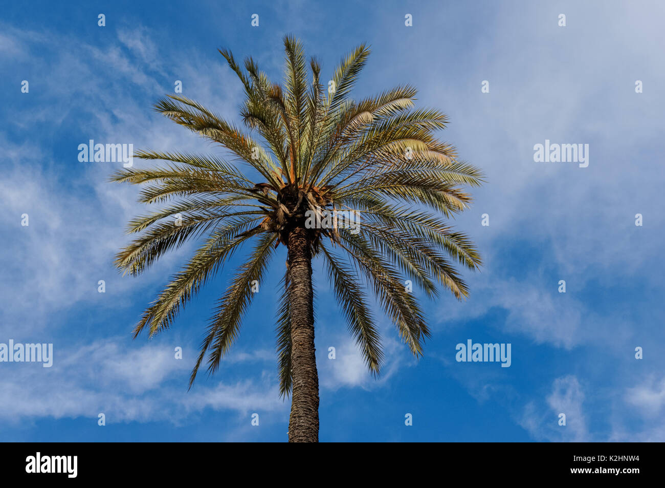 Palm Tree mit blauen Himmel im Hintergrund Stockfoto
